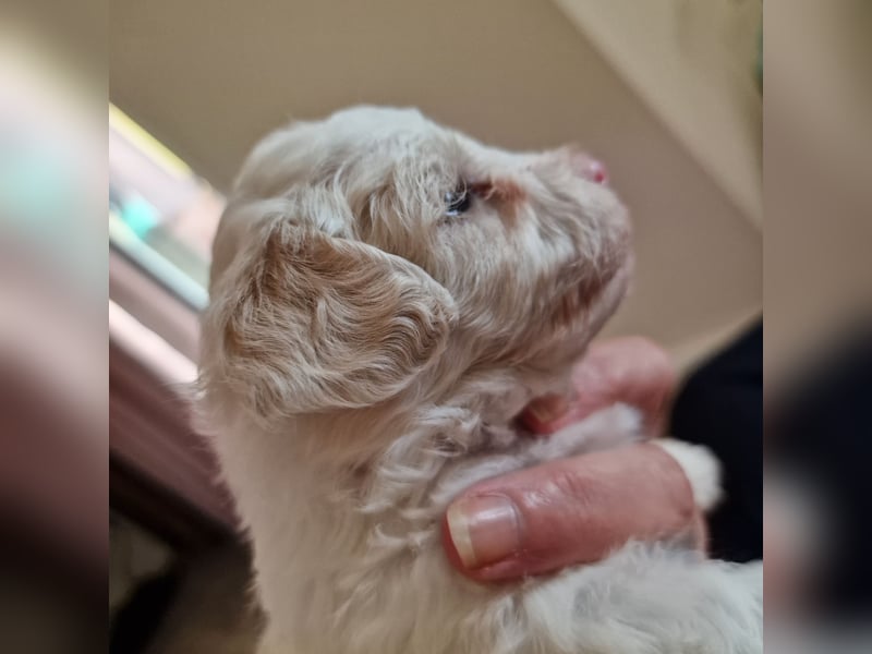 Havapoo Pudel Havaneser-ShihTzu