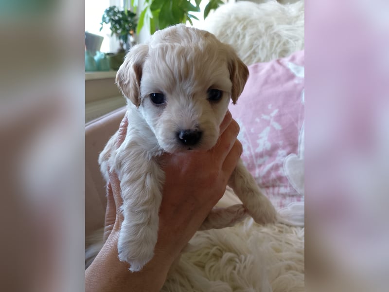 Havapoo Pudel Havaneser-ShihTzu