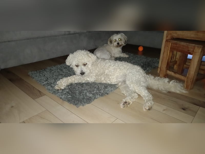 Havapoo Pudel Havaneser-ShihTzu