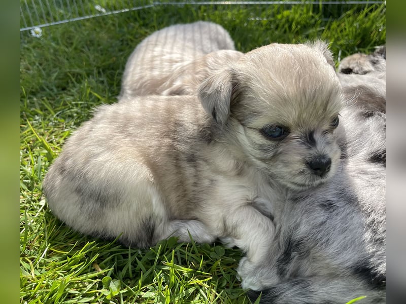 Havaneser Chihuahua Mix Hündin Welpe blaue Augen Zobel / Sable
