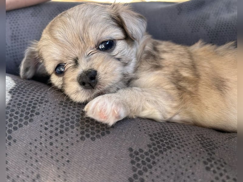 Havaneser Chihuahua Mix Hündin Welpe blaue Augen Zobel / Sable