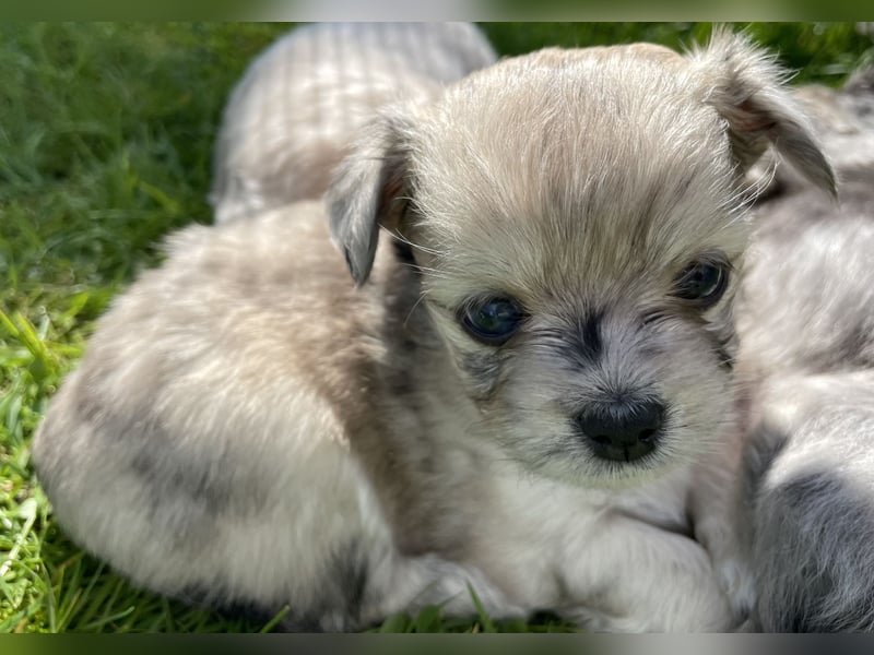 Havaneser Chihuahua Mix Hündin Welpe blaue Augen Zobel / Sable
