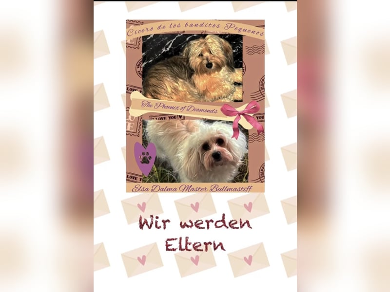 Havaneser Wurfanküdigung