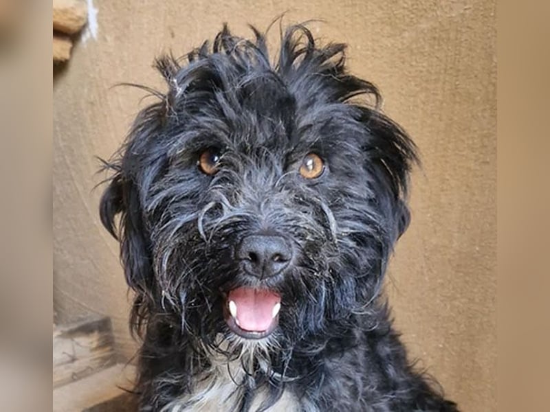 ❤️ kleiner Sonnenschein CINDY - 1,5 Jahre, 35cm - Havaneser-Pudel-Schnauzer-Mix
