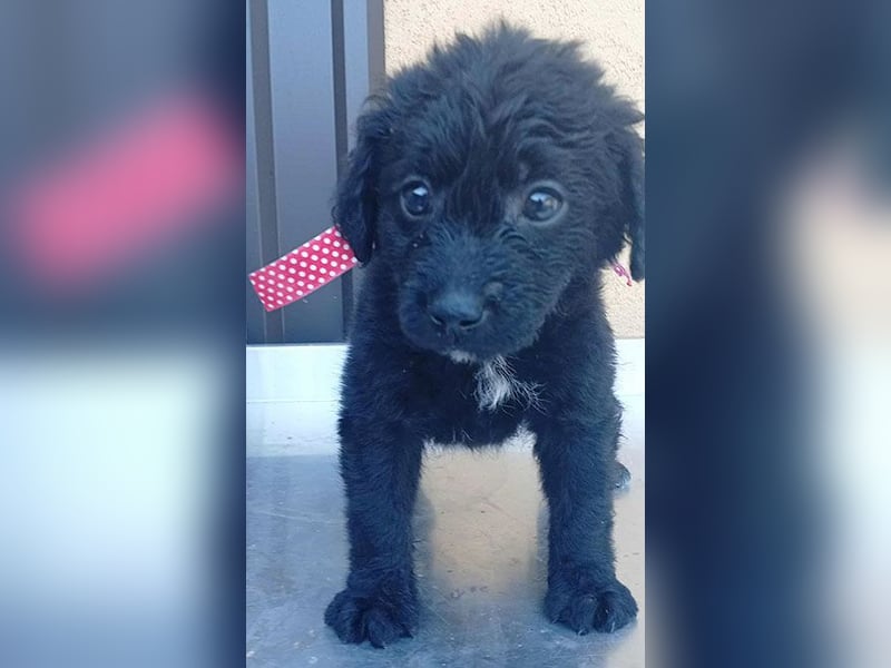 ❤️ AMANDA: süße kleine Zuckerschnecke Nr. 3 - 2 Monate, sp. 35cm - Havaneser-Pudel-Schnauzer