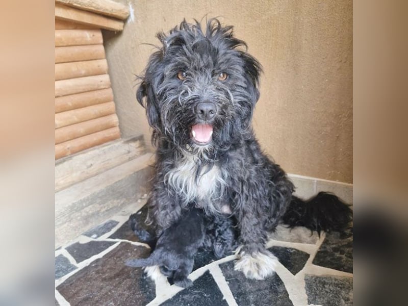 ❤️ kleiner Sonnenschein CINDY - 1,5 Jahre, 35cm - Havaneser-Pudel-Schnauzer-Mix