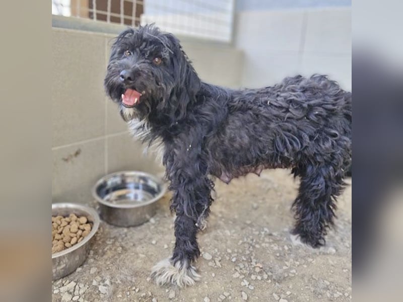 ❤️ kleiner Sonnenschein CINDY - 1,5 Jahre, 35cm - Havaneser-Pudel-Schnauzer-Mix