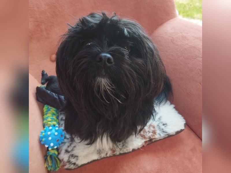 Tibet Terrier Havaneser Pekinese Mix