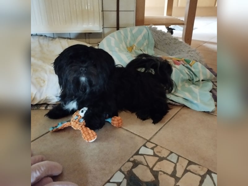 Tibet Terrier Havaneser Pekinese Mix