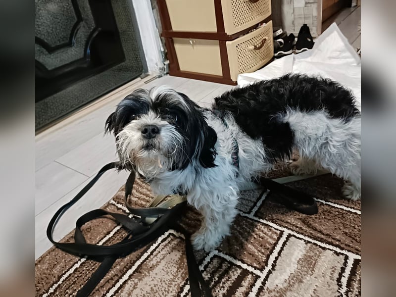 RESERVIERT!!!! Verspielte CARINA (Bichon-Havaneser-Mix) sucht ihr Für-immer-Zuhause!