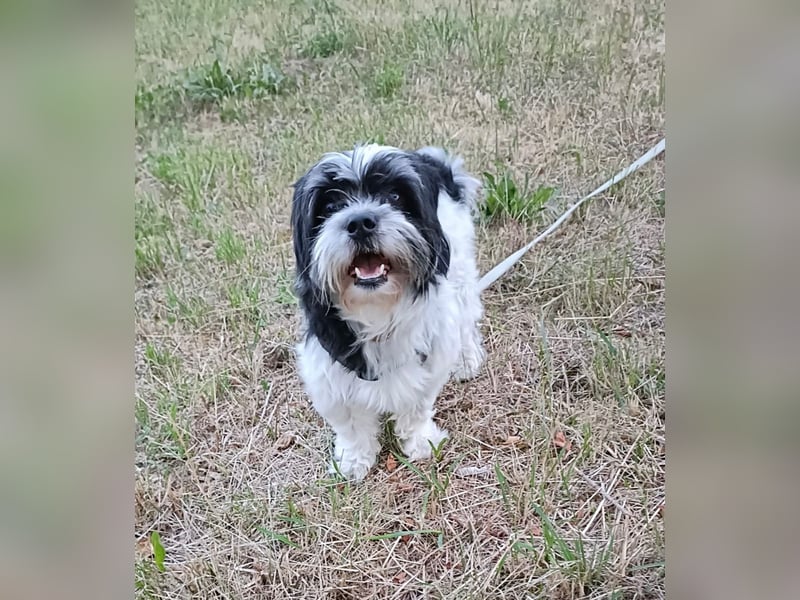 RESERVIERT!!!! Verspielte CARINA (Bichon-Havaneser-Mix) sucht ihr Für-immer-Zuhause!