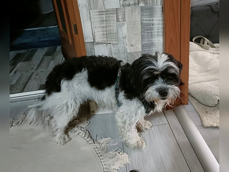 RESERVIERT!!!! Verspielte CARINA (Bichon-Havaneser-Mix) sucht ihr Für-immer-Zuhause!