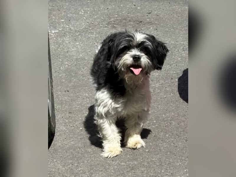 RESERVIERT!!!! Verspielte CARINA (Bichon-Havaneser-Mix) sucht ihr Für-immer-Zuhause!