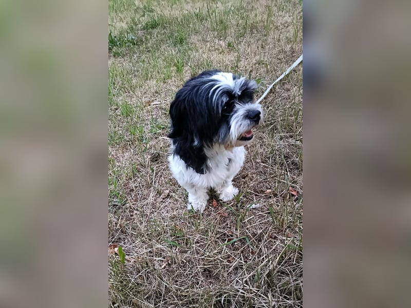 RESERVIERT!!!! Verspielte CARINA (Bichon-Havaneser-Mix) sucht ihr Für-immer-Zuhause!
