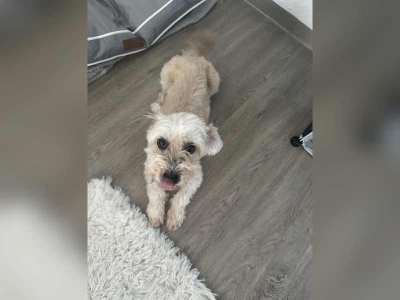 Haverneser Hündin sucht ein neues Zuhause