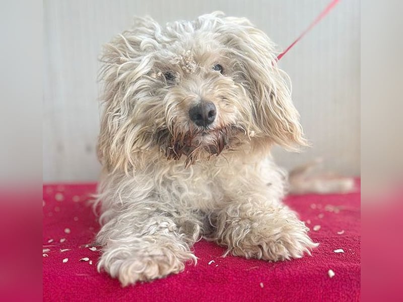 (R) ❤️ superliebe kleine MIMI - 7 Jahre, 30cm - Havaneser-Mix