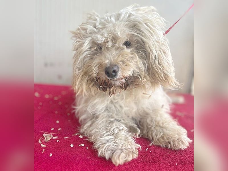 (R) ❤️ superliebe kleine MIMI - 7 Jahre, 30cm - Havaneser-Mix