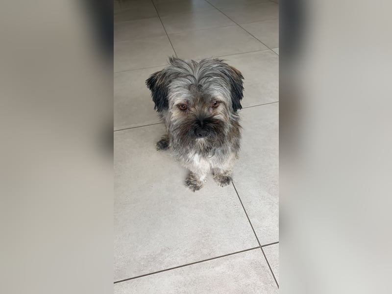 Bichon Havaneser Mix Rüde Alfi