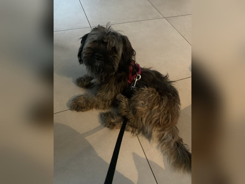 Bichon Havaneser Mix Rüde Alfi
