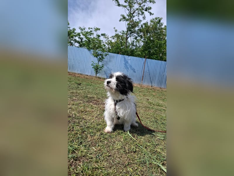 Rudi, ein Hund zum verlieben ♥️