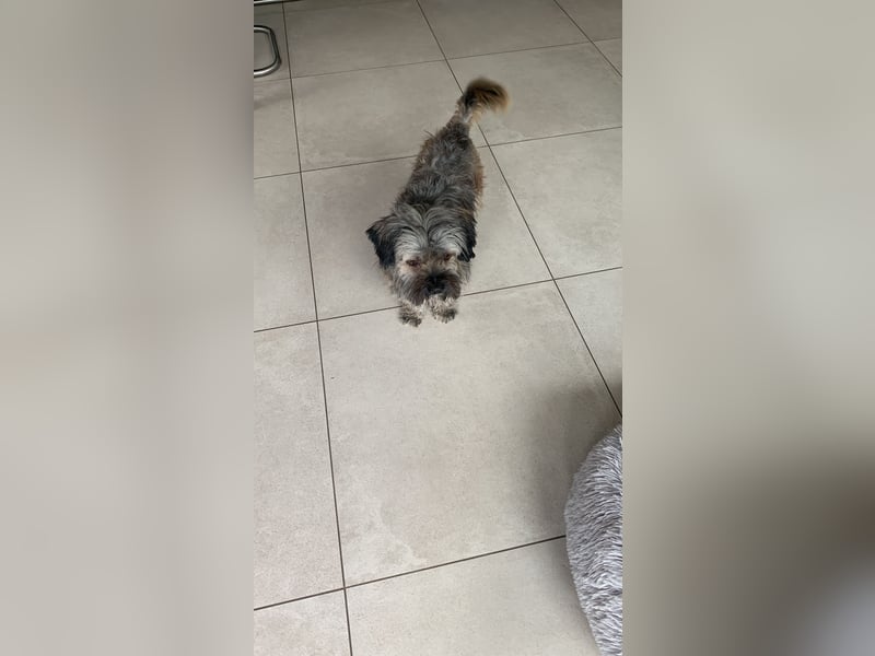Bichon Havaneser Mix Rüde Alfi