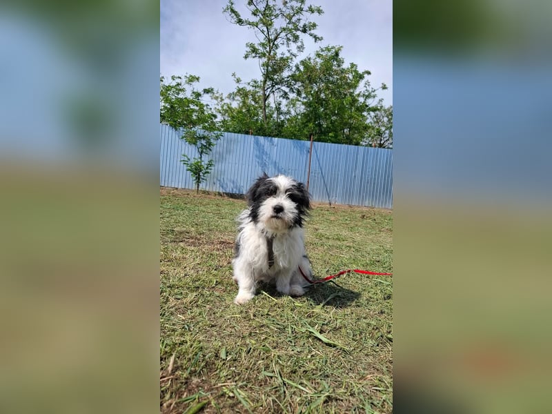 Rudi, ein Hund zum verlieben ♥️