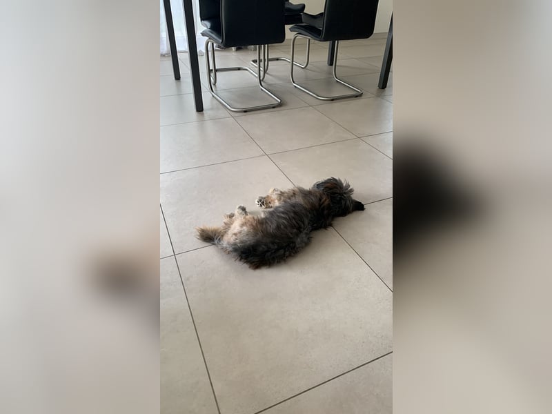 Bichon Havaneser Mix Rüde Alfi