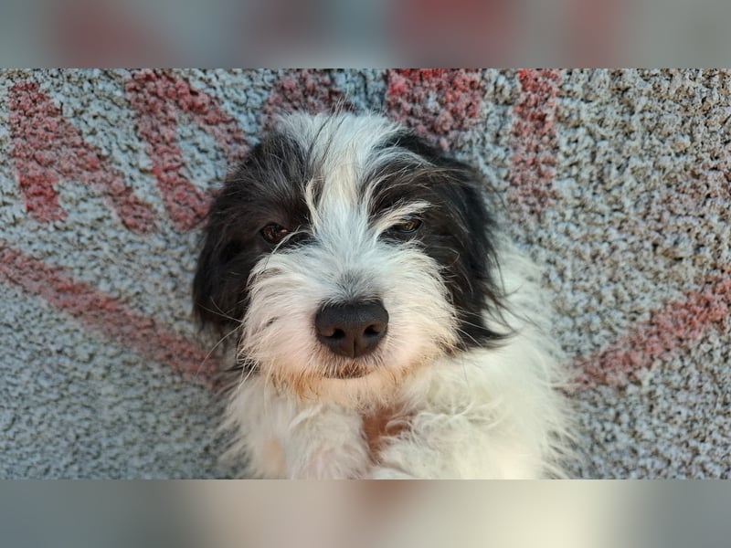 Rudi, ein Hund zum verlieben ♥️