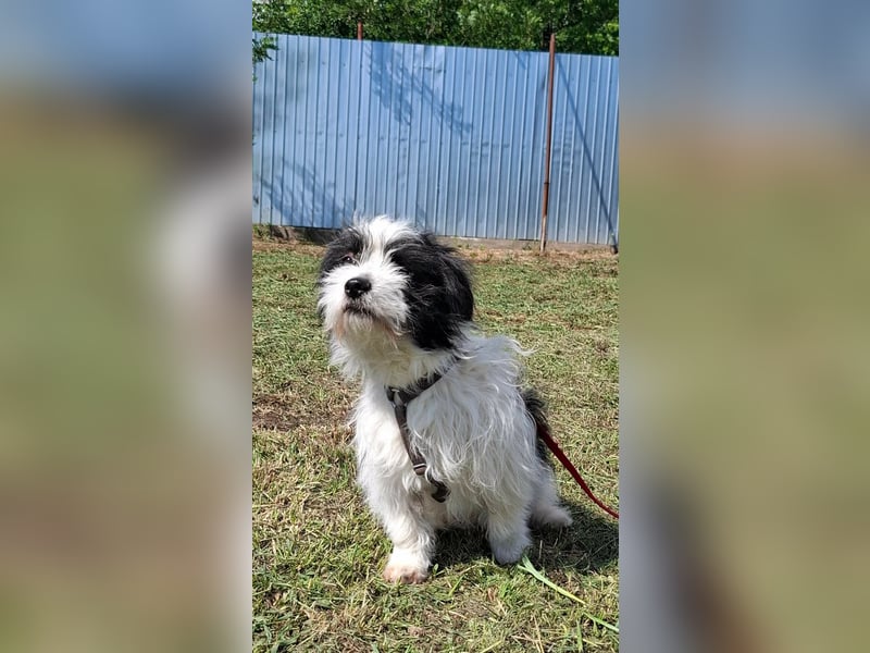 Rudi, ein Hund zum verlieben ♥️