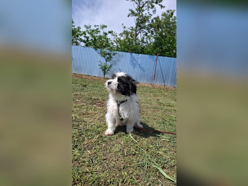 Rudi, ein Hund zum verlieben ♥️