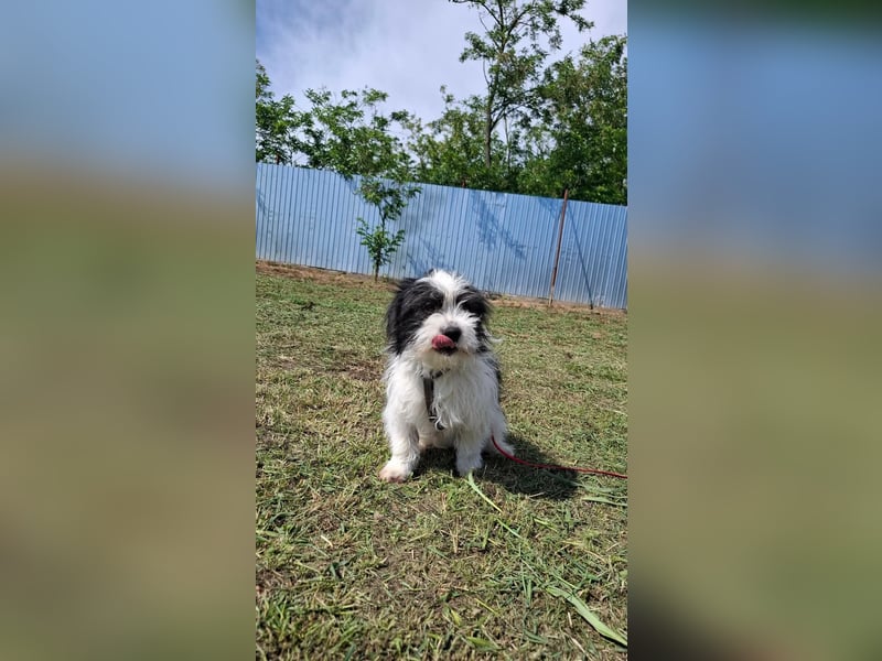 Rudi, ein Hund zum verlieben ♥️
