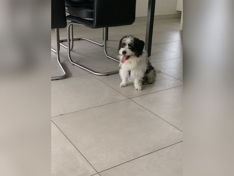 Rudi, ein Hund zum verlieben ♥️