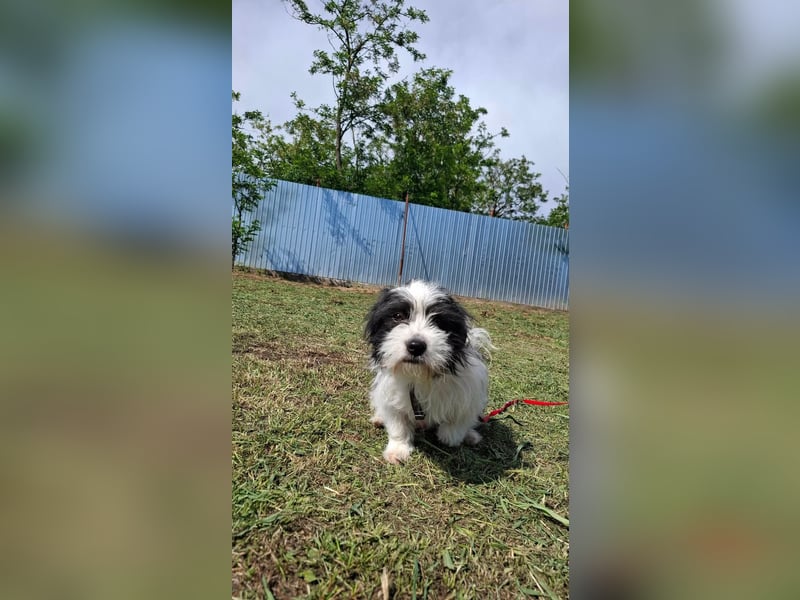 Rudi, ein Hund zum verlieben ♥️