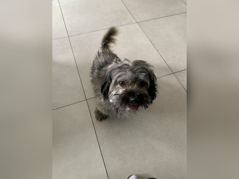Bichon Havaneser Mix Rüde Alfi