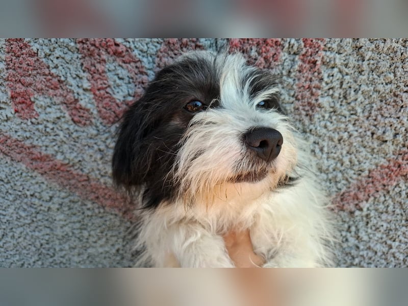 Rudi, ein Hund zum verlieben ♥️
