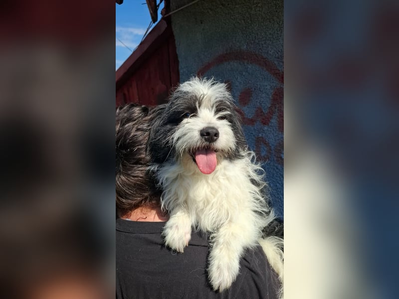 Rudi, ein Hund zum verlieben ♥️