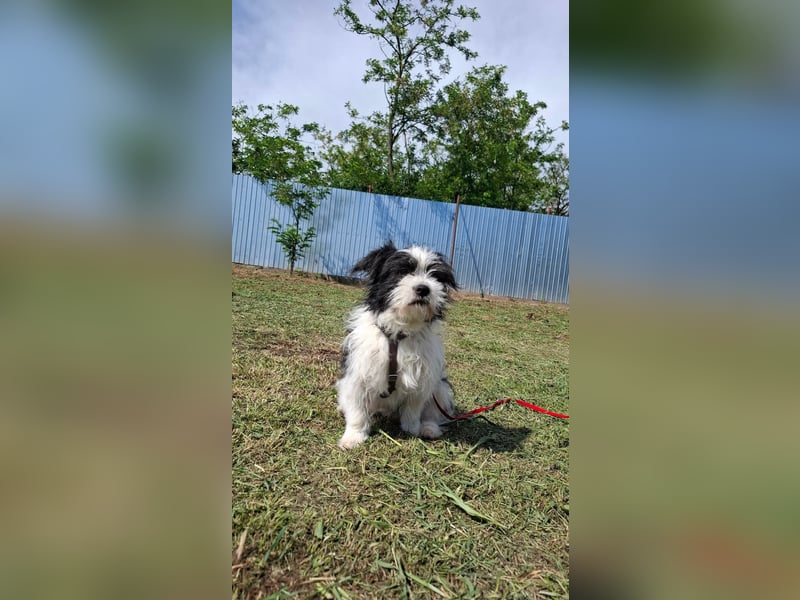 Rudi, ein Hund zum verlieben ♥️