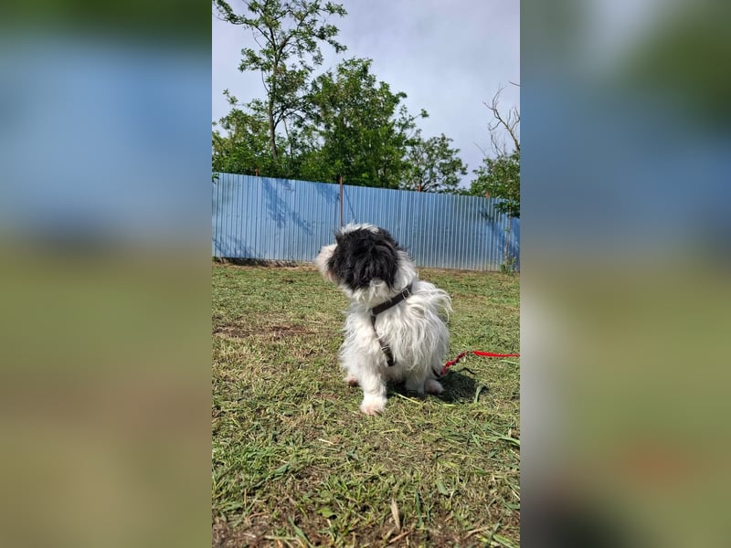 Rudi, ein Hund zum verlieben ♥️