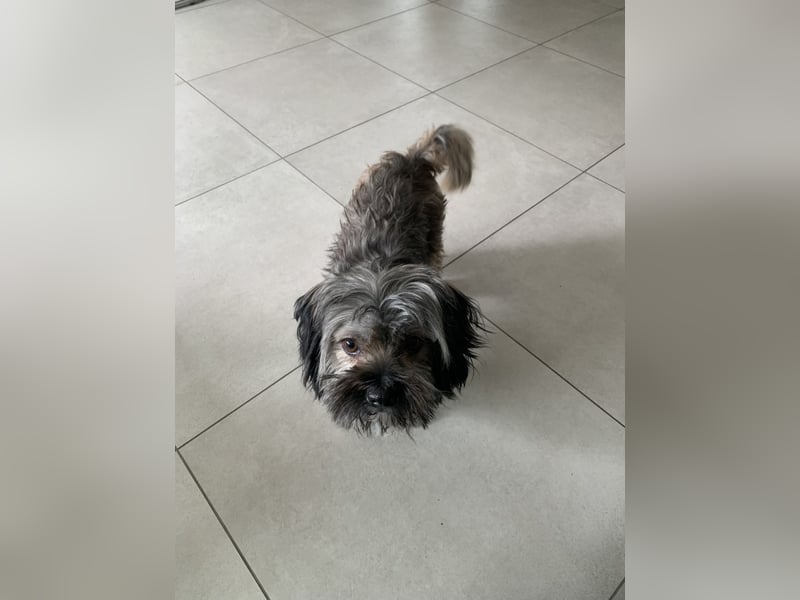 Bichon Havaneser Mix Rüde Alfi