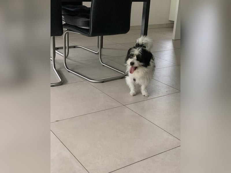 Rudi, ein Hund zum verlieben ♥️