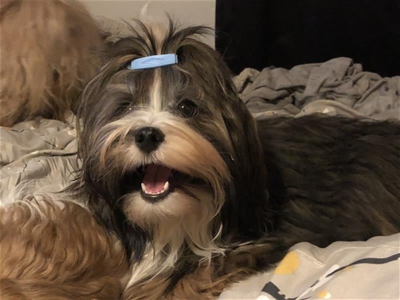 Wunderschöner Havaneser-Deckrüde "Manolos Northern Roses Elvis" (Jolle)