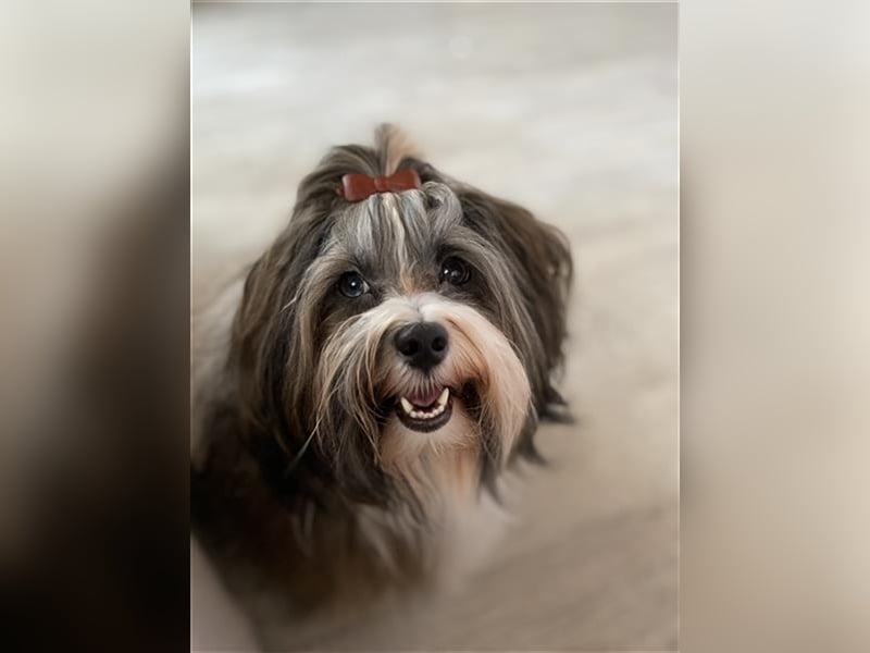 Wunderschöner Havaneser-Deckrüde "Manolos Northern Roses Elvis" (Jolle)