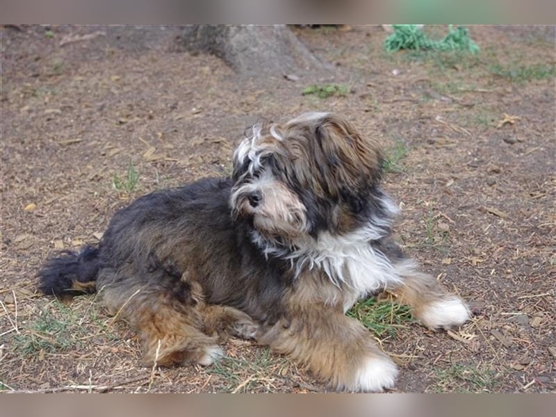 Wunderschöner Havaneser-Deckrüde "Manolos Northern Roses Elvis" (Jolle)