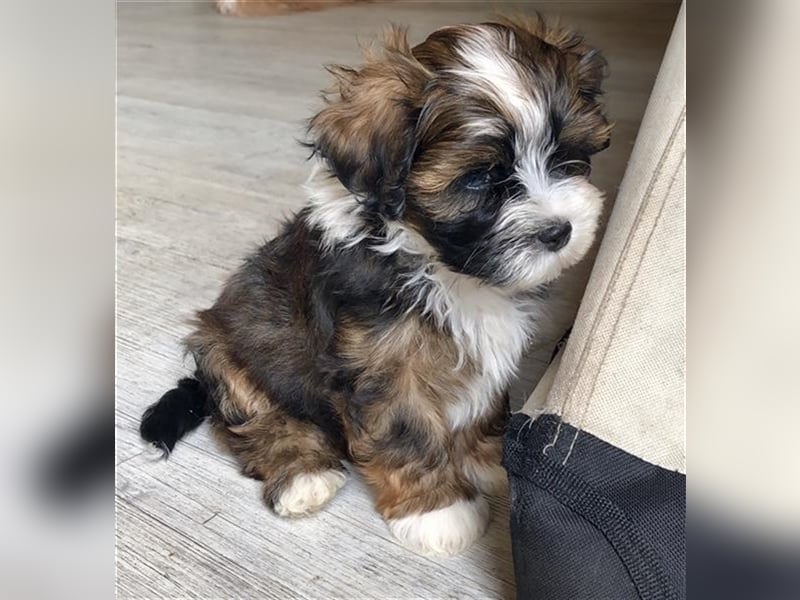 Wunderschöner Havaneser-Deckrüde "Manolos Northern Roses Elvis" (Jolle)