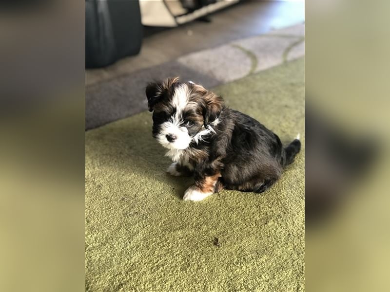 Wunderschöner Havaneser-Deckrüde "Manolos Northern Roses Elvis" (Jolle)