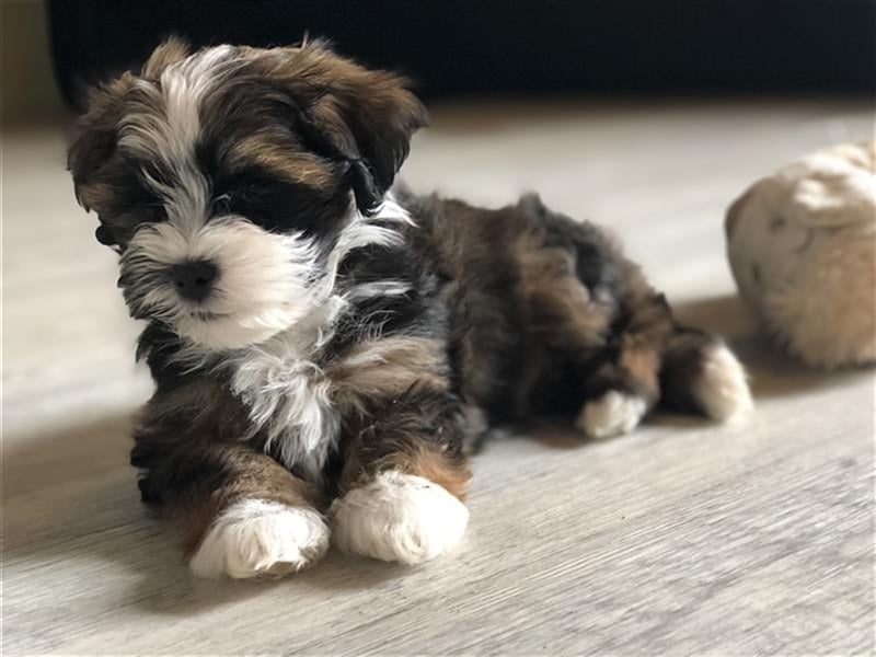 Wunderschöner Havaneser-Deckrüde "Manolos Northern Roses Elvis" (Jolle)