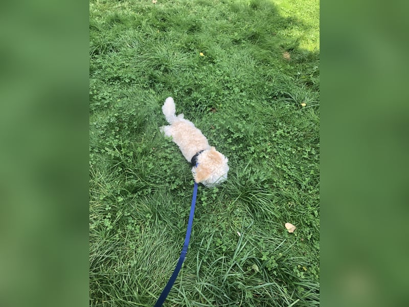 Havaneser Bolonka,  5 Jahre, sucht liebevolles Zuhause