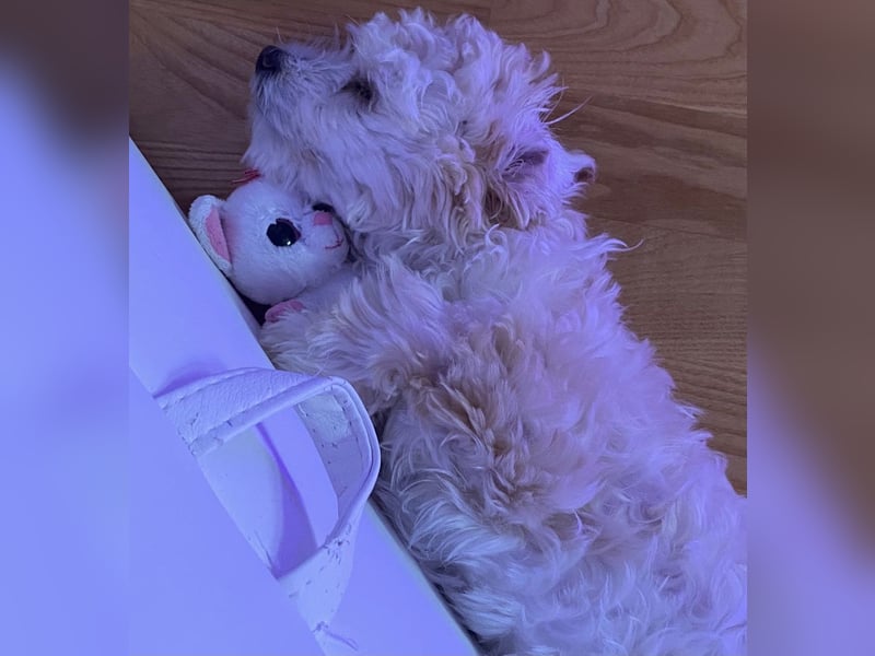 Havaneser Bolonka,  5 Jahre, sucht liebevolles Zuhause