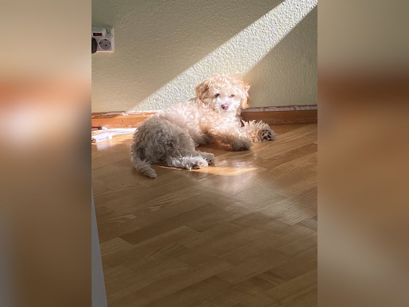 Havaneser Bolonka,  5 Jahre, sucht liebevolles Zuhause