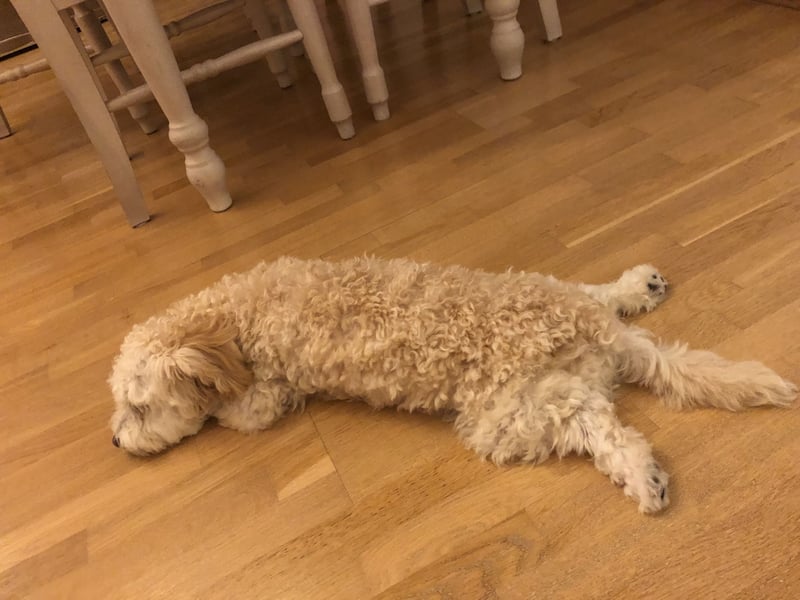 Havaneser Bolonka,  5 Jahre, sucht liebevolles Zuhause